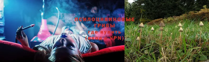 Псилоцибиновые грибы Psilocybe  где купить   Кореновск 